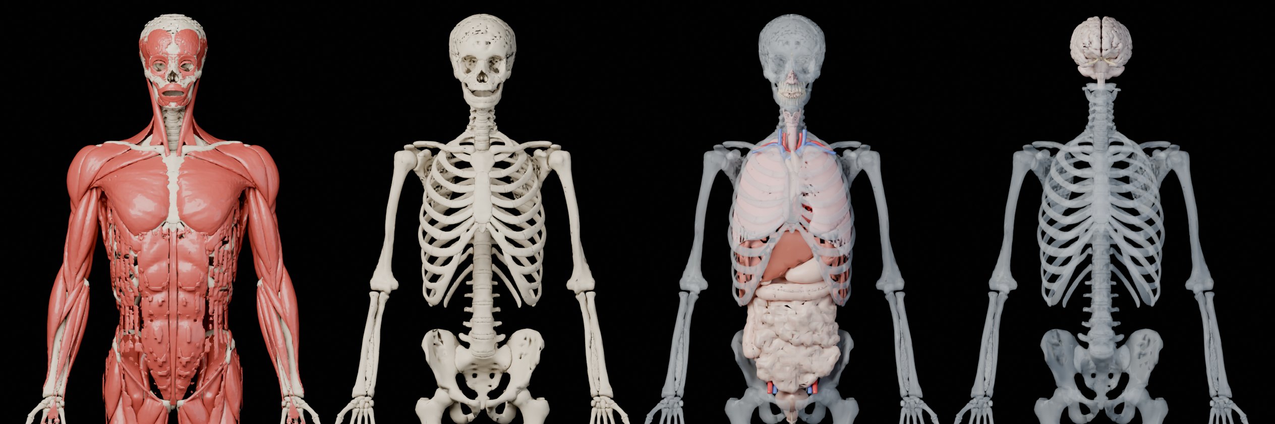 Rendered anatomy: muscles, skeleton, organs, and brain