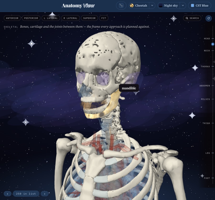 Anatomy View, the skeletal system in 3D